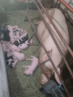 Vand scroafa cu purcei 