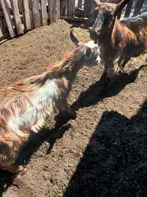 De vanzare pret negogiabil - imagine 2 De vanzare pret negogiabil - imagine 2