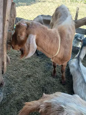 De vanzare pret negogiabil - imagine 3 De vanzare pret negogiabil - imagine 3