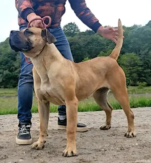 Vand femela presa canario