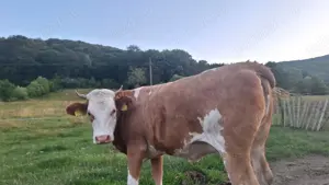 Junincă de vânzare 