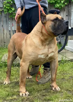 Vand femela presa canario - imagine 5