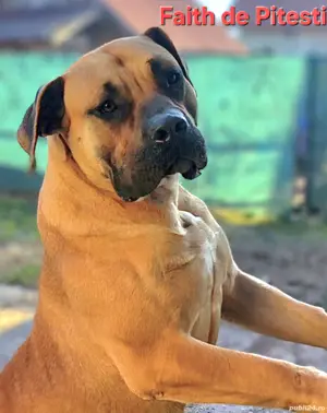 Vand femela presa canario - imagine 3