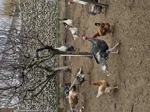 Vand curcani crescuti natural - imagine 2