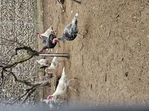 Vand curcani crescuti natural