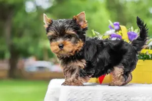yorkshire terrier jucaus