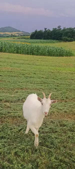 Ieduță Saanen 4 luni - imagine 3 Ieduță Saanen 4 luni - imagine 3