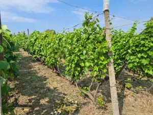 Teren cu vita de vie