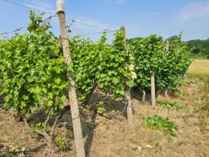 Teren cu vita de vie - imagine 2