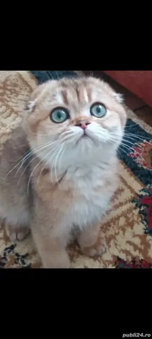 fold chinchila golden!!!asiguram transport 