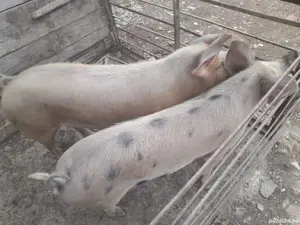 capre intre 80 si 120 kg