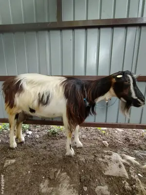 capră de vînzare  - imagine 2