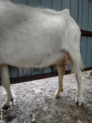 capră de vînzare  - imagine 4