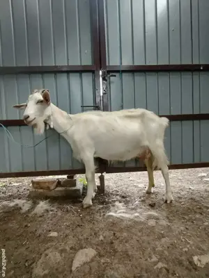 capră de vînzare  - imagine 3