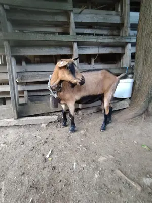 capră de vînzare  - imagine 5