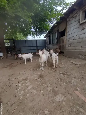 iezi de vînzare - imagine 2