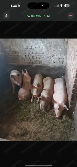 Vând porci rasa Duroc cu Pietrain 18 lei kg .  - imagine 3