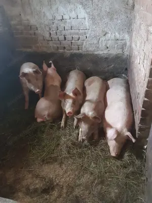 Vând porci rasa Duroc cu Pietrain 18 lei kg .  - imagine 2