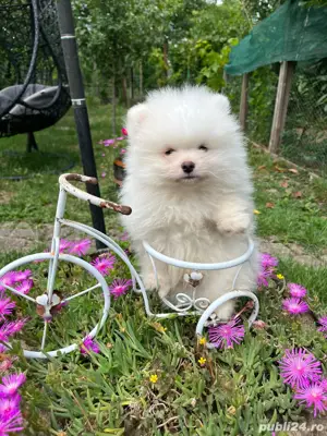 Pomeranian mascul  - imagine 3