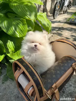 Pomeranian mascul  - imagine 2