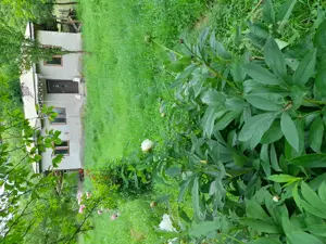 Închiriere curte 12000m2 pășune plus casa cu utilități minime