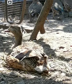 Rață sălbatică femelă 