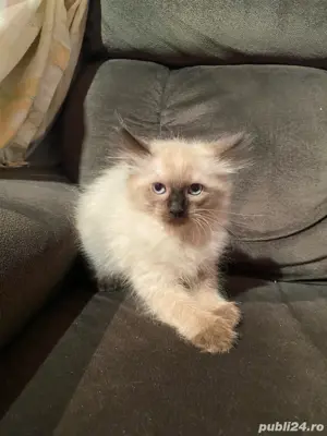 pui pisici birmanezi o fata si un baiat 