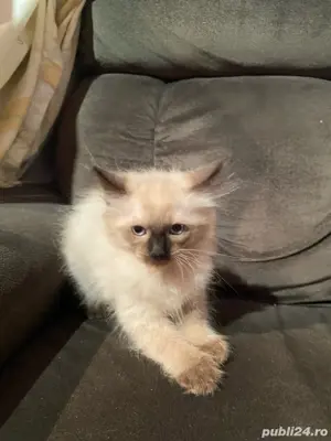 pui pisici birmanezi o fata si un baiat  - imagine 2