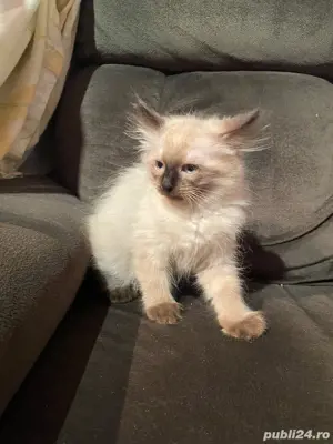 pui pisic birmanezi 2 luni - imagine 2