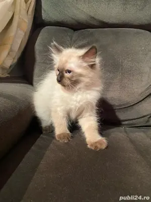 pui pisic birmanezi 2 luni