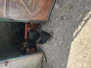 Vând găini roșii ouătoare și negre Moravia 
