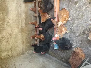 Vând găini roșii ouătoare și negre Moravia  - imagine 3