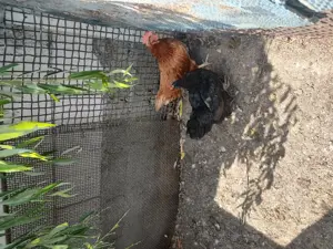 Vând găini roșii ouătoare și negre Moravia  - imagine 2