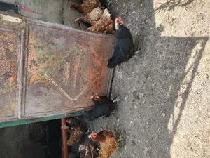 Vând găini roșii ouătoare și negre Moravia  - imagine 4