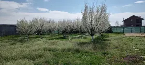 Teren intravilan 1200 mp+casuta de gradina si anexe Cascioarele, Ulmi - imagine 9