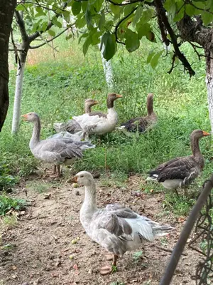 Gaste romanesti, autohtone, de 1 an