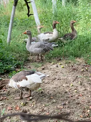 Gaste romanesti, autohtone, de 1 an - imagine 3 Gaste romanesti, autohtone, de 1 an - imagine 3