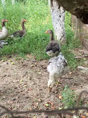 Gaste romanesti, autohtone, de 1 an - imagine 2 Gaste romanesti, autohtone, de 1 an - imagine 2