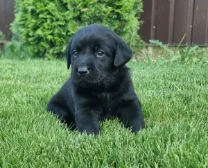 Labrador retriever