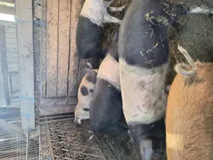 Vând purcei crescuți la curte