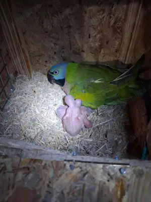 Papagali cu barba ( paittacula alexandri) 