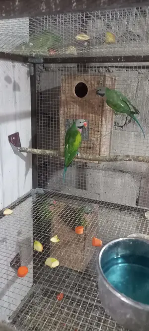 Papagali cu barba ( paittacula alexandri)  - imagine 2