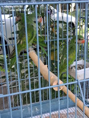 Papagali cu barba ( paittacula alexandri)  - imagine 3