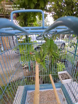 Papagali cu barba ( paittacula alexandri)  - imagine 4