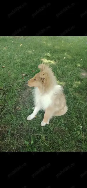 Collie rough - imagine 2