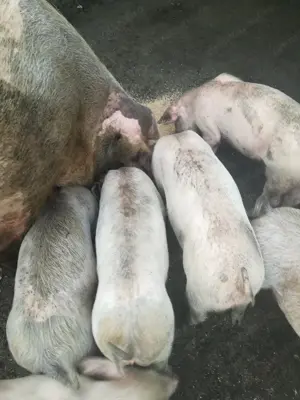 Vind purcei, rasa pietrean cu la drace, avind 7 ssptamini - imagine 5 Vind purcei, rasa pietrean cu la drace, avind 7 ssptamini - imagine 5