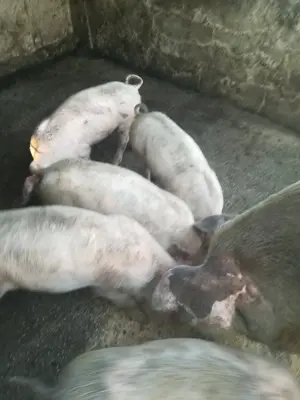 Vind purcei, rasa pietrean cu la drace, avind 7 ssptamini - imagine 2 Vind purcei, rasa pietrean cu la drace, avind 7 ssptamini - imagine 2