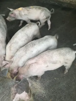 Vind purcei, rasa pietrean cu la drace, avind 7 ssptamini - imagine 4 Vind purcei, rasa pietrean cu la drace, avind 7 ssptamini - imagine 4