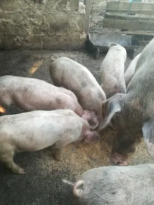 Vind purcei rasa La drace cu pietrean, avind 7 saptamini