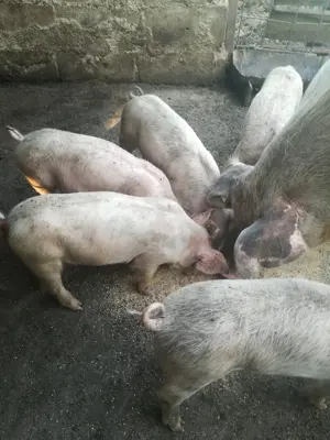 Vind purcei, rasa pietrean cu la drace, avind 7 ssptamini